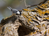 Turkestan tit / Turkestaanse mees / Parus bokharensis