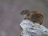 Alpenmarmot / Alpine marmot / Marmota marmota 