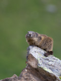 Alpenmarmot / Alpine marmot / Marmota marmota 