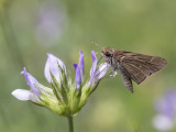 Klein kustdikkopje / Pigmy Skipper / Gegenes pumilio