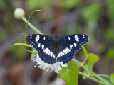 Blauwe ijsvogelvlinder / Southern White Admiral / Limenitis reducta