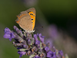 Kleine Vuurvlinder / Small Copper / Lycaena phlaeas