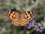 Distelvlinder / Painted Lady / Vanessa cardui 