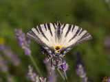 Koningspage / Scare Swallowtail / Iphiclides podalirius 