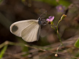 Boswitje / Wood White / Leptidea sinapis