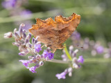Zuidelijke aurelia / Southern Comma / Polygonia egea