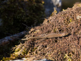 Karsthagedis / Dalmatian wall lizard / Podarcis melisellensis