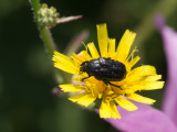 Rouwende gouden tor / Oxythyrea funesta