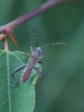 Camptopus lateralis