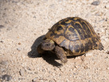 Griekse landschildpad / Hermanns tortoise / Testudo hermanni