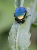 Gouden tor / Cetonia aurata