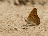 Kleine weerschijnvlinder / Lesser Purple Emperor / Apatura ilia