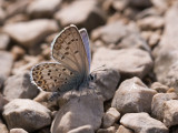 Vals heideblauwtje / Idas Blue / Plebejus idas