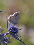 Turkoois blauwtje /  Turquoise Blue / Polyommatus  dorylas