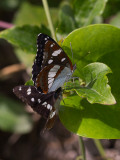 Blauwe ijsvogelvlinder / Southern White Admiral / Limenitis reducta