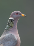 Band-tailed Pigeon / Bandstaartduif / Patagioenas fasciata 