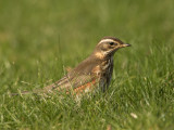 Koperwiek / Redwing / Turdus iliacus