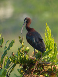 Glossy Ibis / Zwarte ibis / Plegadis falcinellus