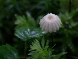 Marasmius rotula / Wieltje / Pinwheel Mushroom