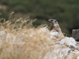 Alpenmarmot / Alpine marmot / Marmota marmota 