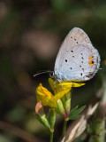 Staartblauwtje / Short-tailed Blue / Cupido argiades 