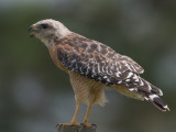 Red-Shouldered Hawk / Roodschouderbuizer / Buteo lineatus