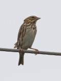Henslows sparrow / Henslows gors / Ammodramus henslowii