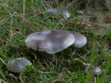 Tricholoma saponaceum (var. squamosum) / Zeepzwam / Soapy Knight 
