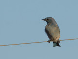 Mountain Bluebird / Bergsialia / Sialia currucoides 