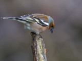 Vink / Chaffinch / Fringilla coelebs 