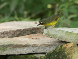 Kentucky Warbler / Kentuckyzanger / Geothlypis formosa 
