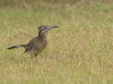 Greater Roadrunner / Grote renkoekoek / Geococcyx californianus 