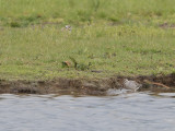 Steltstrandloper / Stilt Sandpiper / Calidris himantopus 