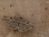 Taxusspikkelspanner / Willow Beauty / Peribatodes rhomboidaria