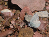 Dwergblauwtje / Small Blue / Cupido minimus