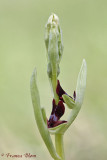 Ophrys insectifera - Vliegenorchis