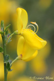 Cytisus scoparius - Brem