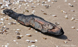 Stuk hout op het strand