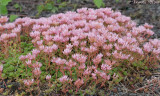Sedum spurium - Roze vetkruid