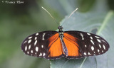 Heliconius hecale zuleika