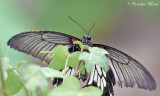 Papilio memnon alcanor