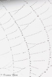 Detail spinnenweb