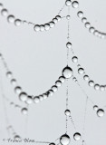 Mistdruppels in spinnenweb