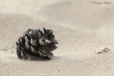 Dennenappel in het zand