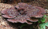 Phaeolus schweinitzii - Dennevoetzwam