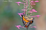 Danaus plexippus - Monarchvlinder
