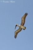 Bruine pelikaan - Pelecanus occidentalis