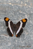 Adelpha fessonia