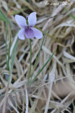 Viola palustris - Moerasviooltje