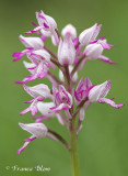 Soldaatje - Orchis militaris